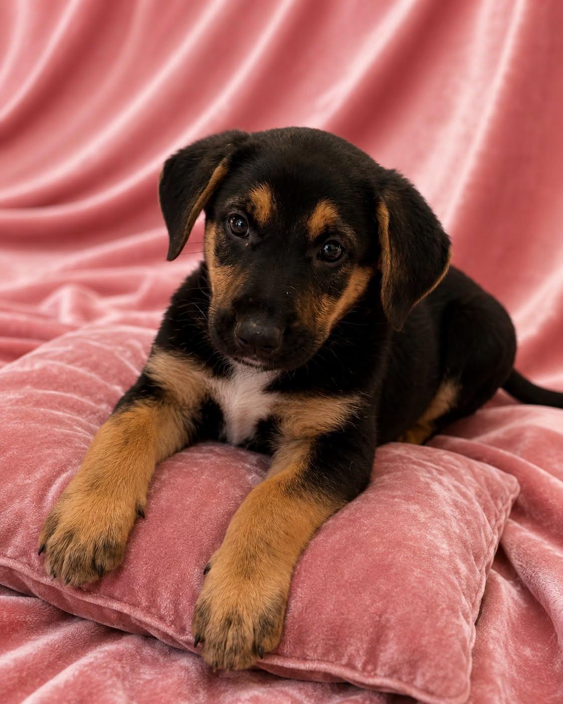 Cece, a ADOPTABLE mixed breed in Guntersville, AL image 1/3