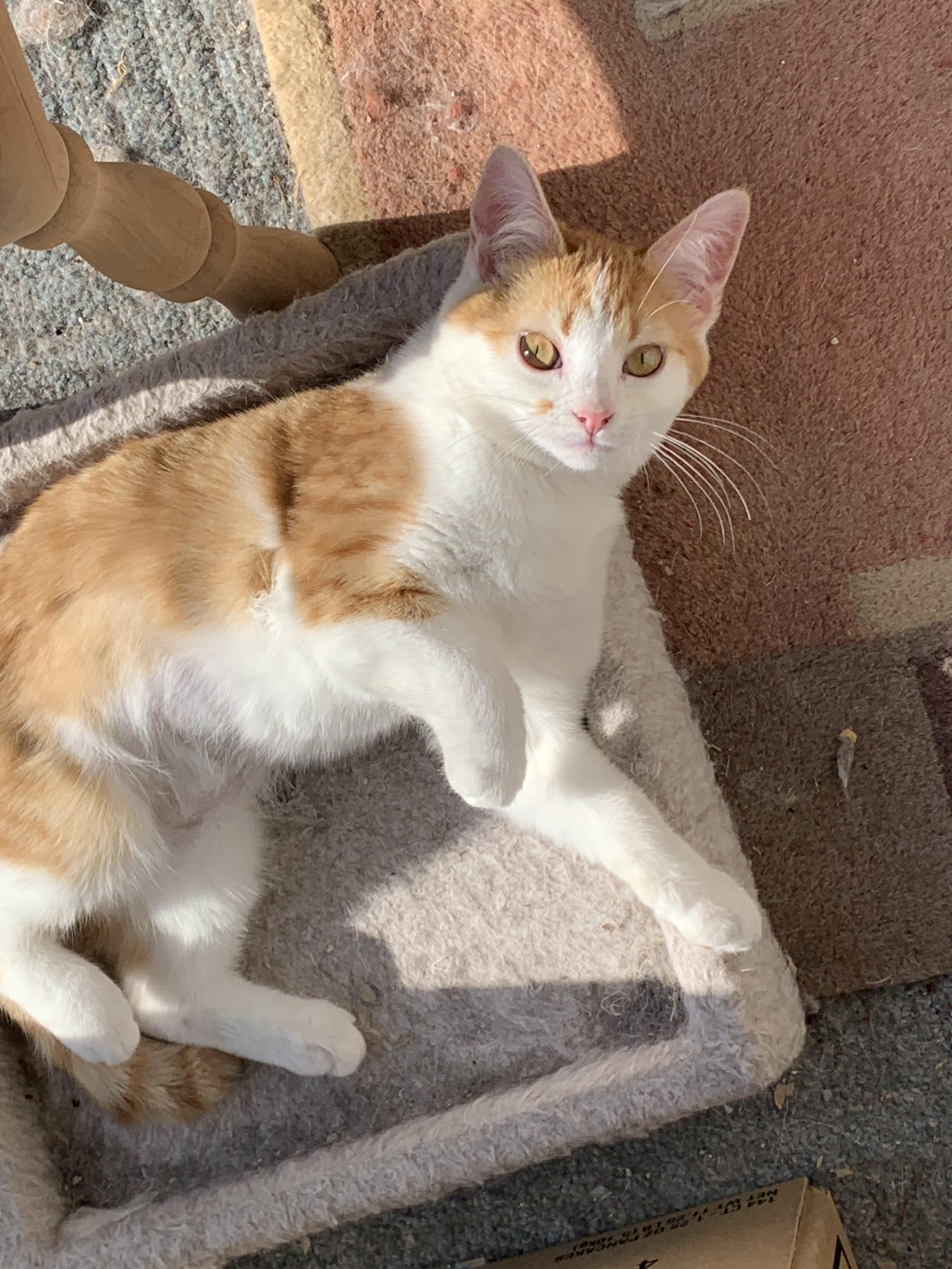 Sunflower, Adoptable, Kitten Female Domestic Short Hair.