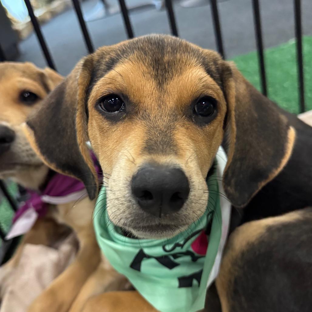 Enlarge Magnolia, a Adoptable mixed breed in San Antonio, TX image 1/6