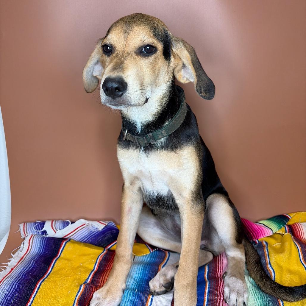 Enlarge Magnolia, a Adoptable mixed breed in San Antonio, TX image 2/6