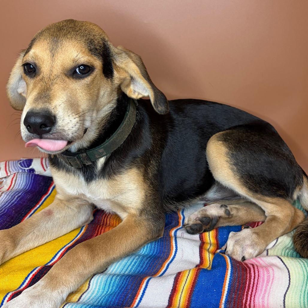 Enlarge Magnolia, a Adoptable mixed breed in San Antonio, TX image 3/6
