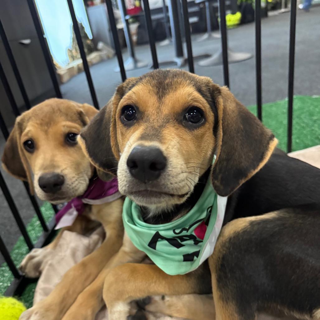 Enlarge Magnolia, a Adoptable mixed breed in San Antonio, TX image 4/6