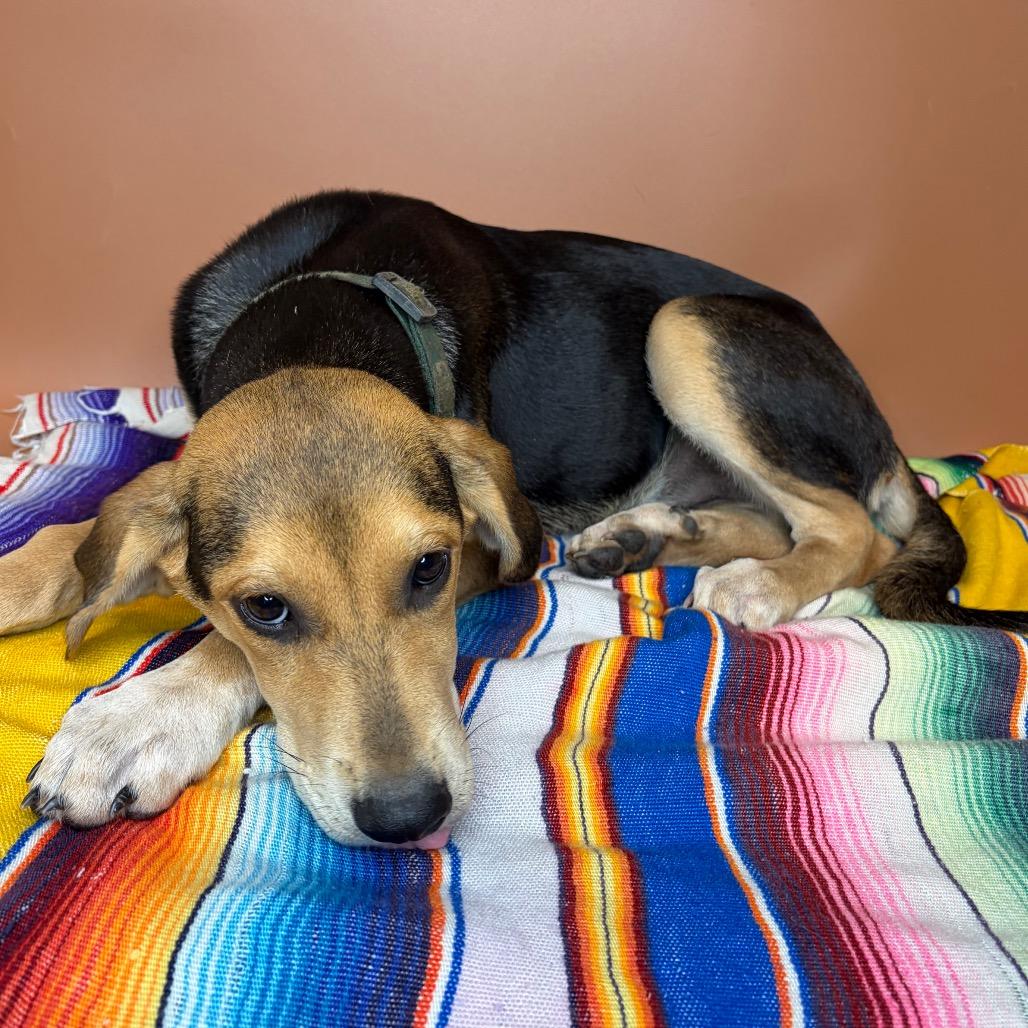 Enlarge Magnolia, a Adoptable mixed breed in San Antonio, TX image 5/6
