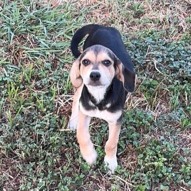 Enlarge Magnolia, a Adoptable mixed breed in San Antonio, TX image 6/6
