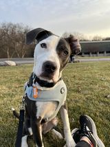 Magdalene (aka Maggie), a Adoptable mixed breed in Watertown, WI image 5/6