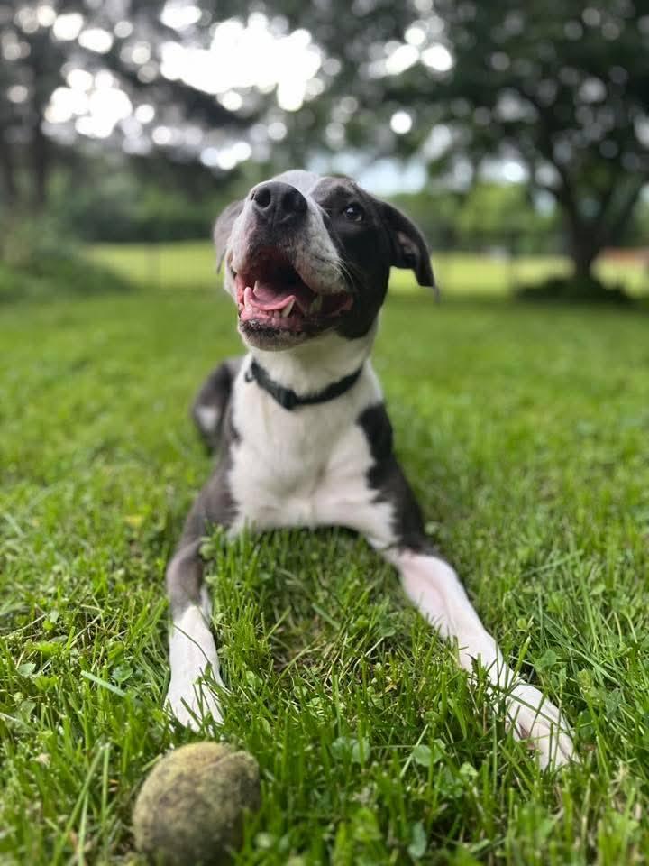 Magdalene (aka Maggie), a Adoptable mixed breed in Watertown, WI image 6/6