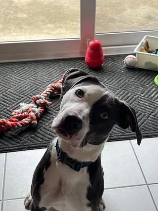 Magdalene (aka Maggie), an adoptable Mixed Breed in Watertown, WI, 53094 | Photo Image 3