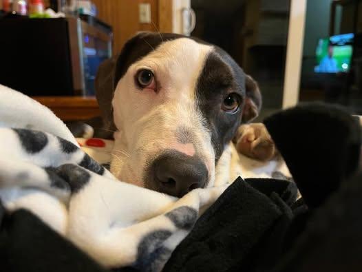 Magdalene (aka Maggie), an adoptable Mixed Breed in Watertown, WI, 53094 | Photo Image 5