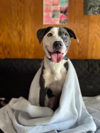 Magdalene (aka Maggie), a Adoptable mixed breed in Watertown, WI image 3/6