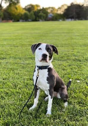 Magdalene (aka Maggie), Young Female Mixed Breed