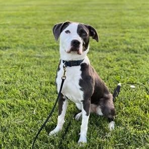 Magdalene (aka Maggie), a Adoptable mixed breed in Watertown, WI image 2/6