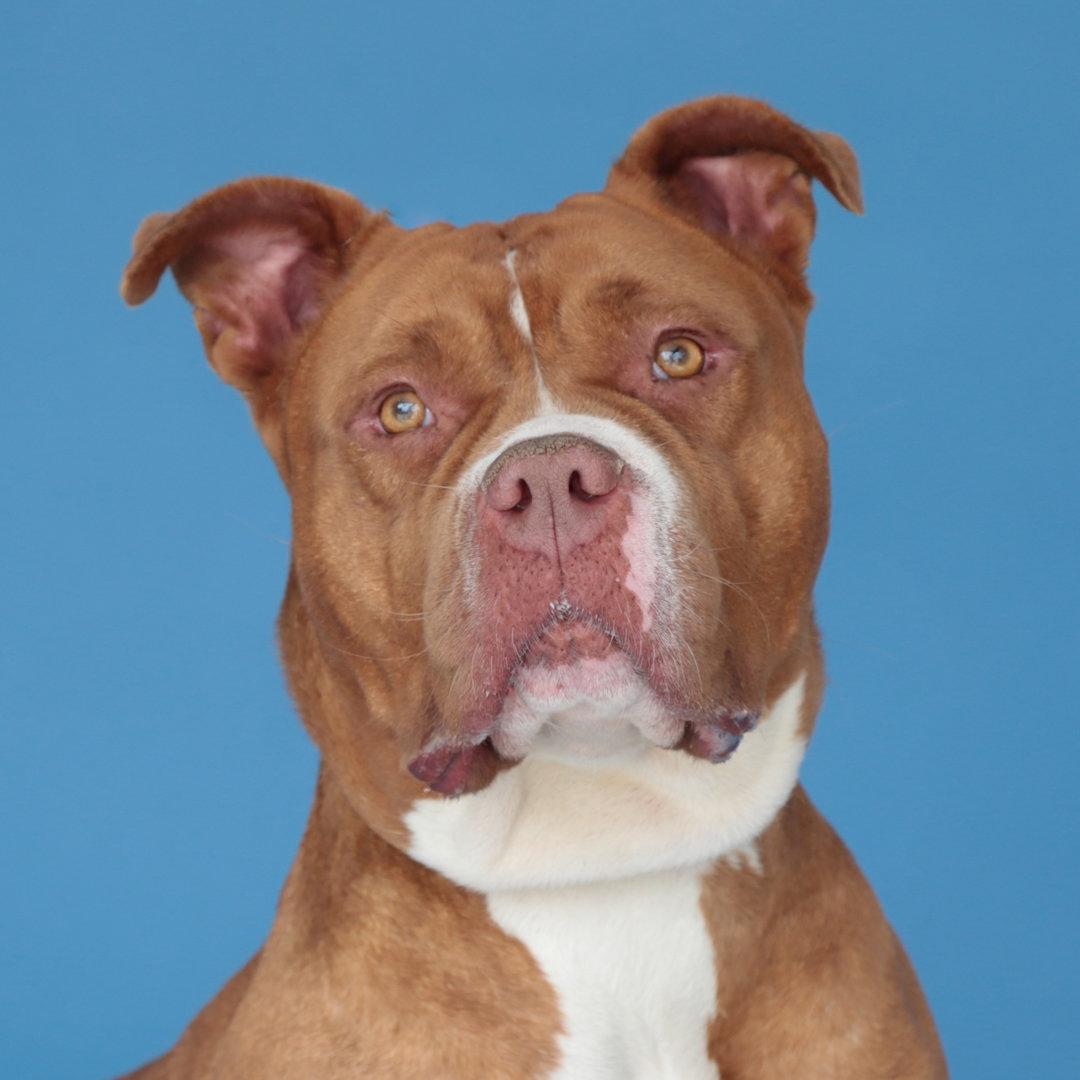 LADY, Adoptable, Adult Female Pit Bull Terrier.