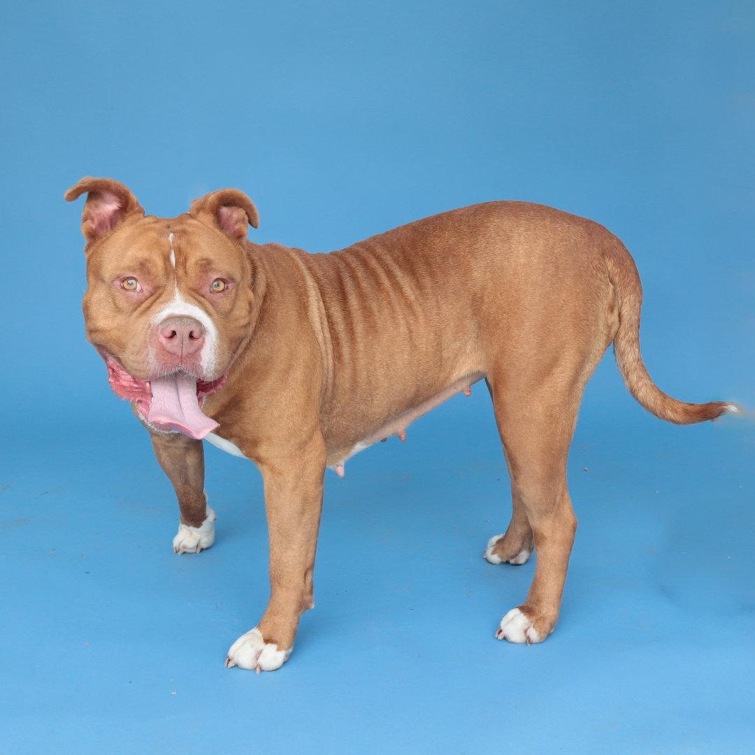 LADY, a Adoptable Pit Bull Terrier in Pasadena, CA image 2/2