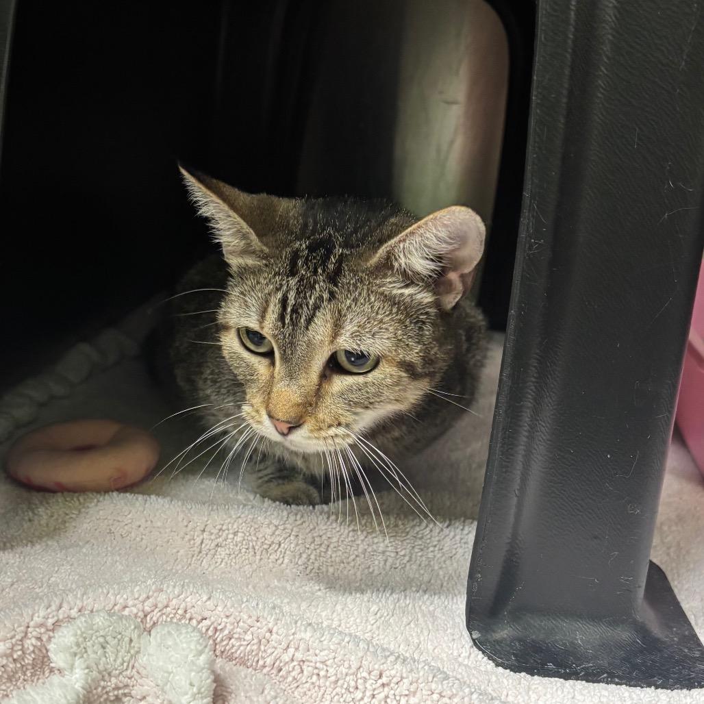 Asia, Adoptable, Adult Female Domestic Short Hair.