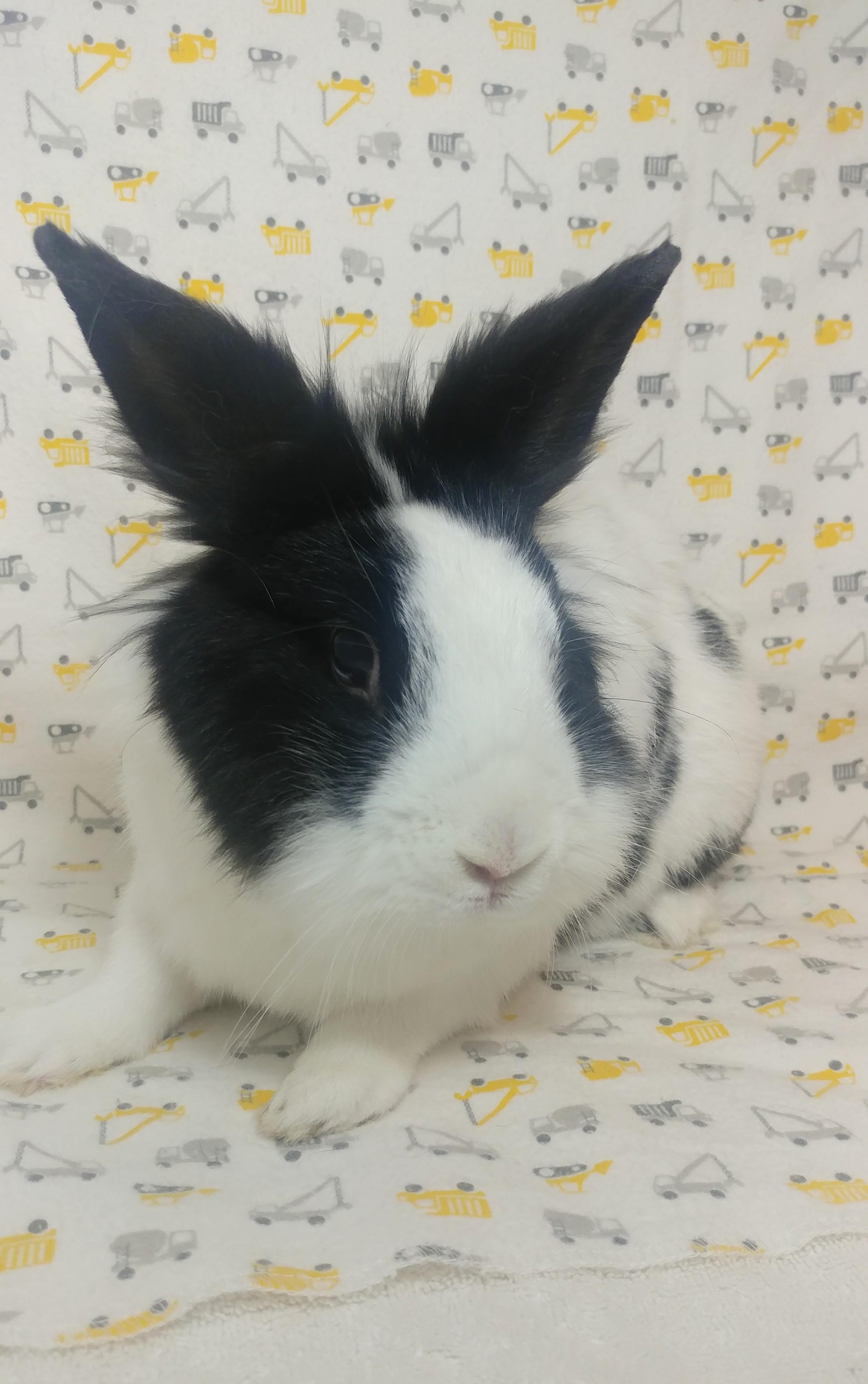Hamrick, Adult Male Lionhead