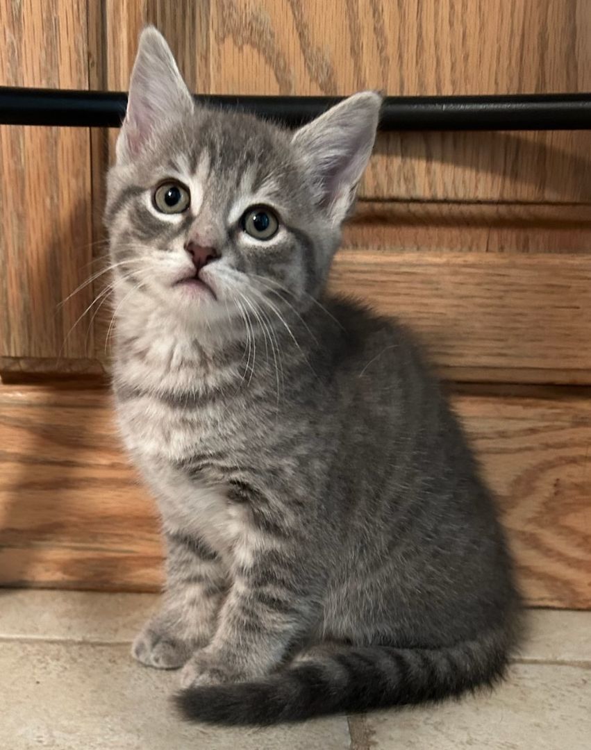 Georgia, a Adopted Domestic Short Hair in Smyrna, DE image 1/4