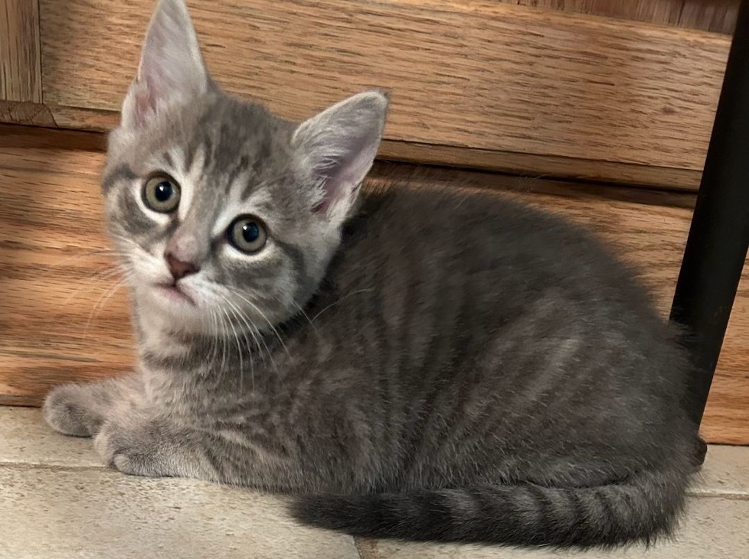 Georgia, a Adopted Domestic Short Hair in Smyrna, DE image 2/4