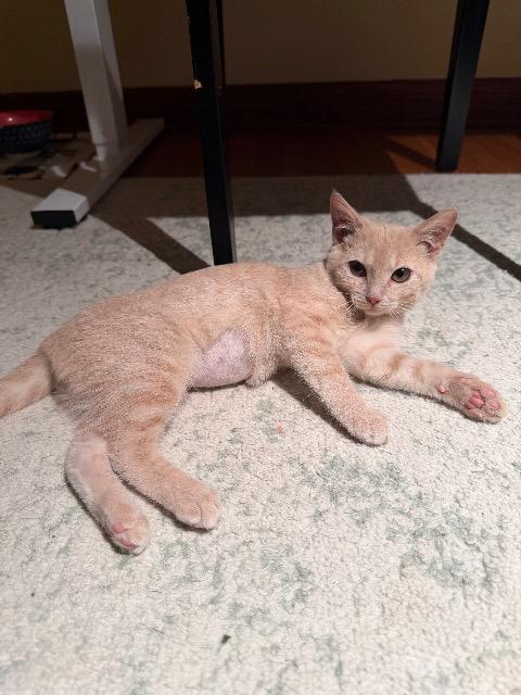 Ear Muffs thumbnail 2