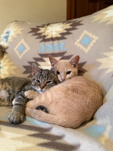 Ear Muffs thumbnail 3