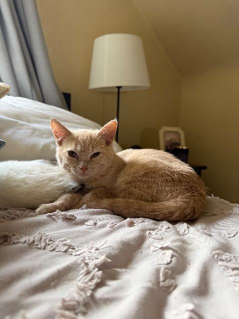 Ear Muffs thumbnail 4