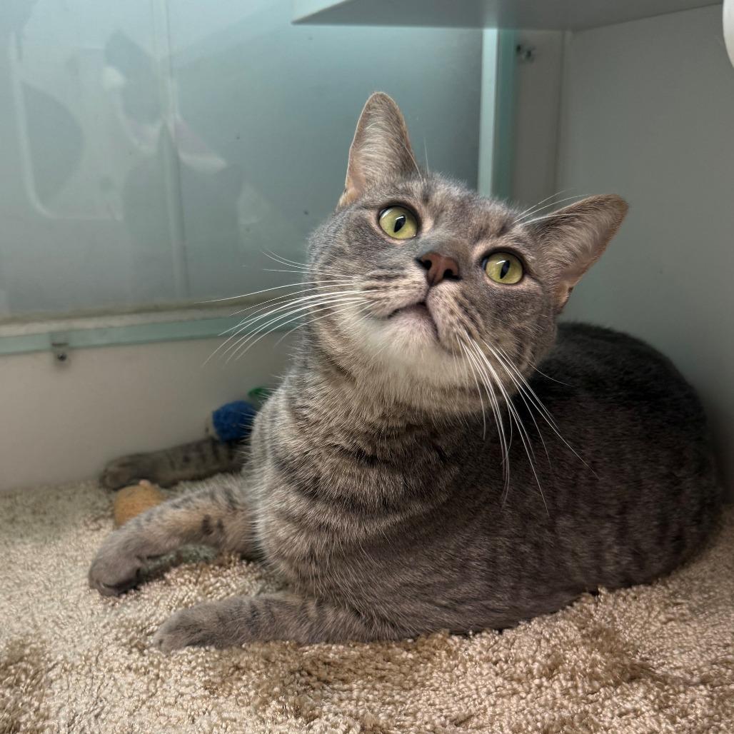 Max, Adoptable, Adult Male Domestic Short Hair.