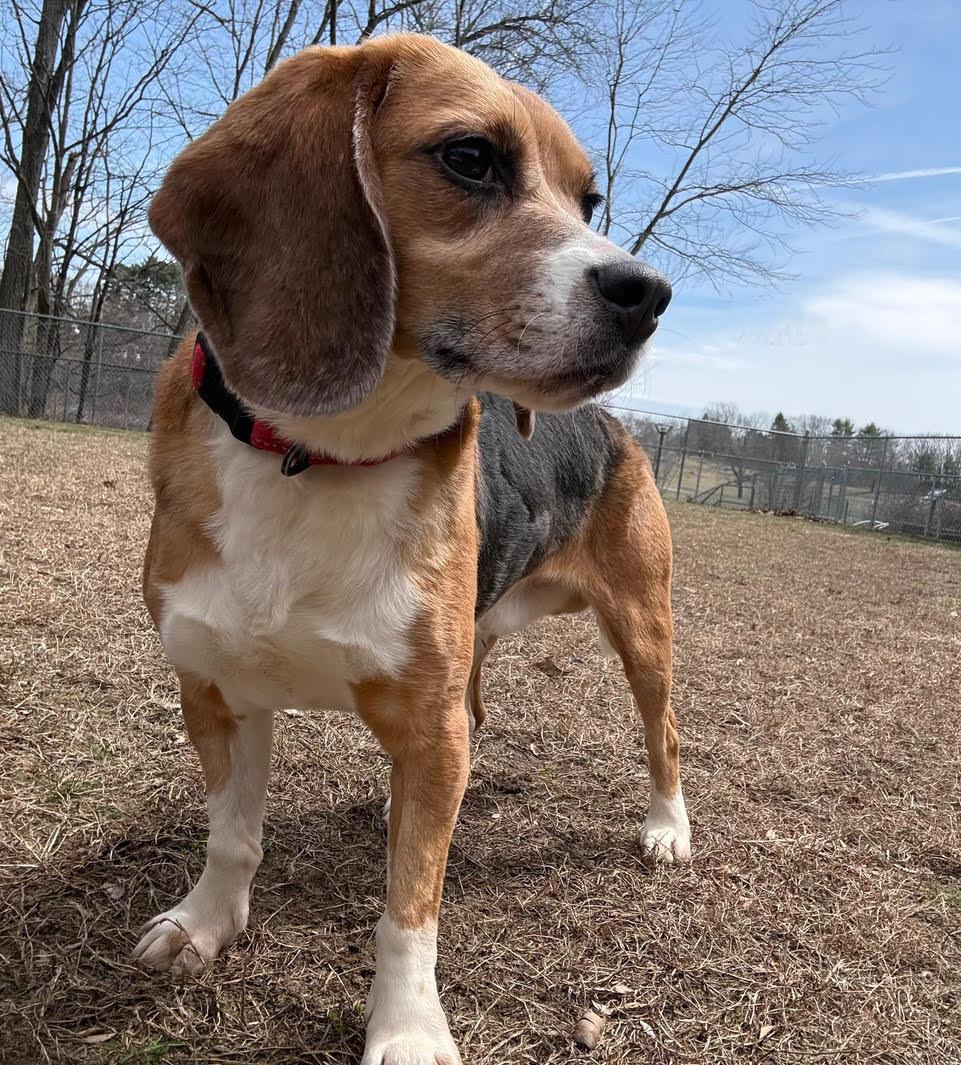 Dino, ADOPTABLE, Adult Male Beagle.
