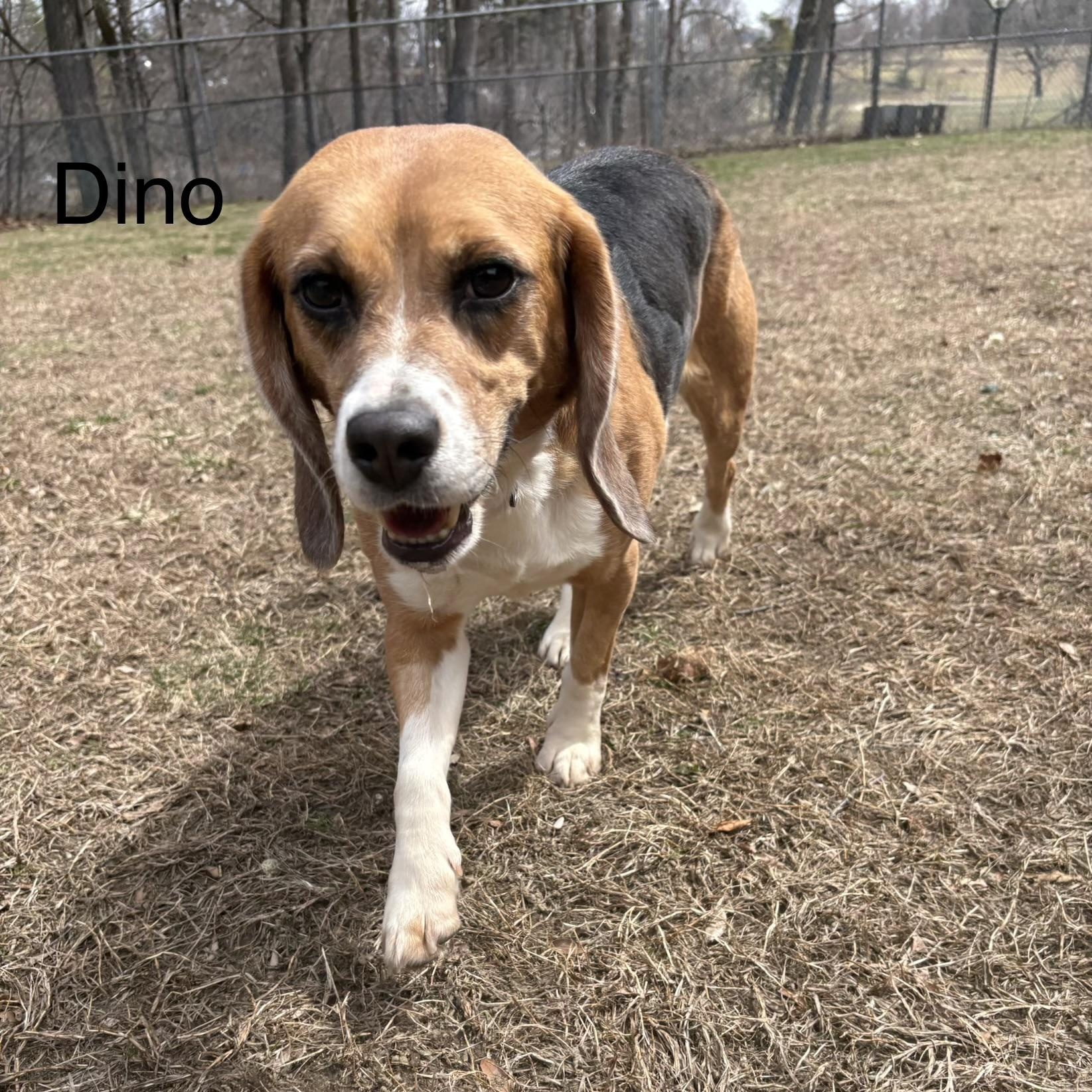 Enlarge Dino, a ADOPTABLE Beagle in Stoughton, MA image 4/5