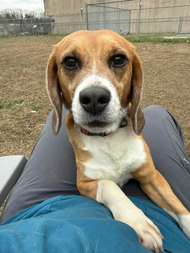 Dino, adopted, Adult Male Beagle.