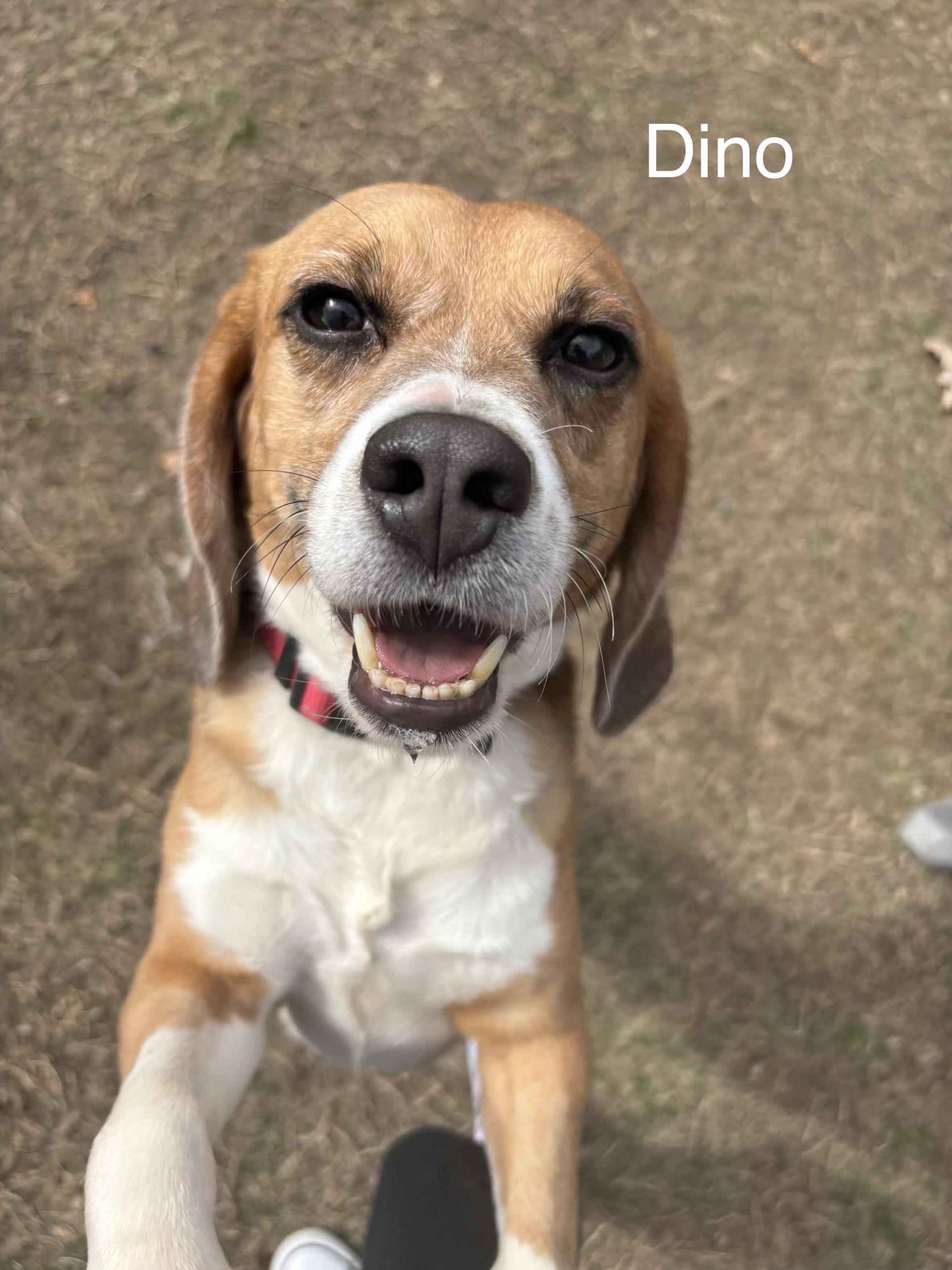Enlarge Dino, a ADOPTABLE Beagle in Stoughton, MA image 3/5