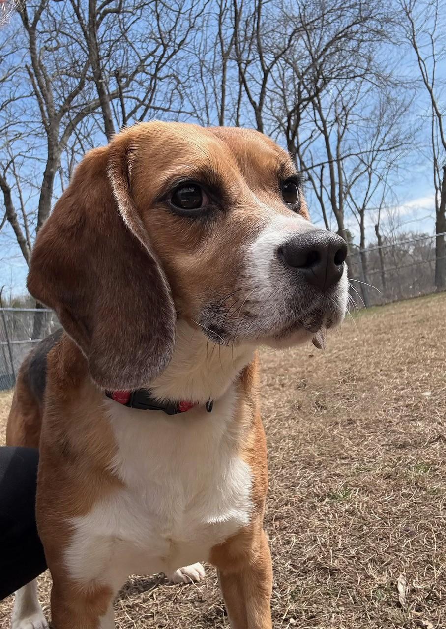 Enlarge Dino, a ADOPTABLE Beagle in Stoughton, MA image 5/5