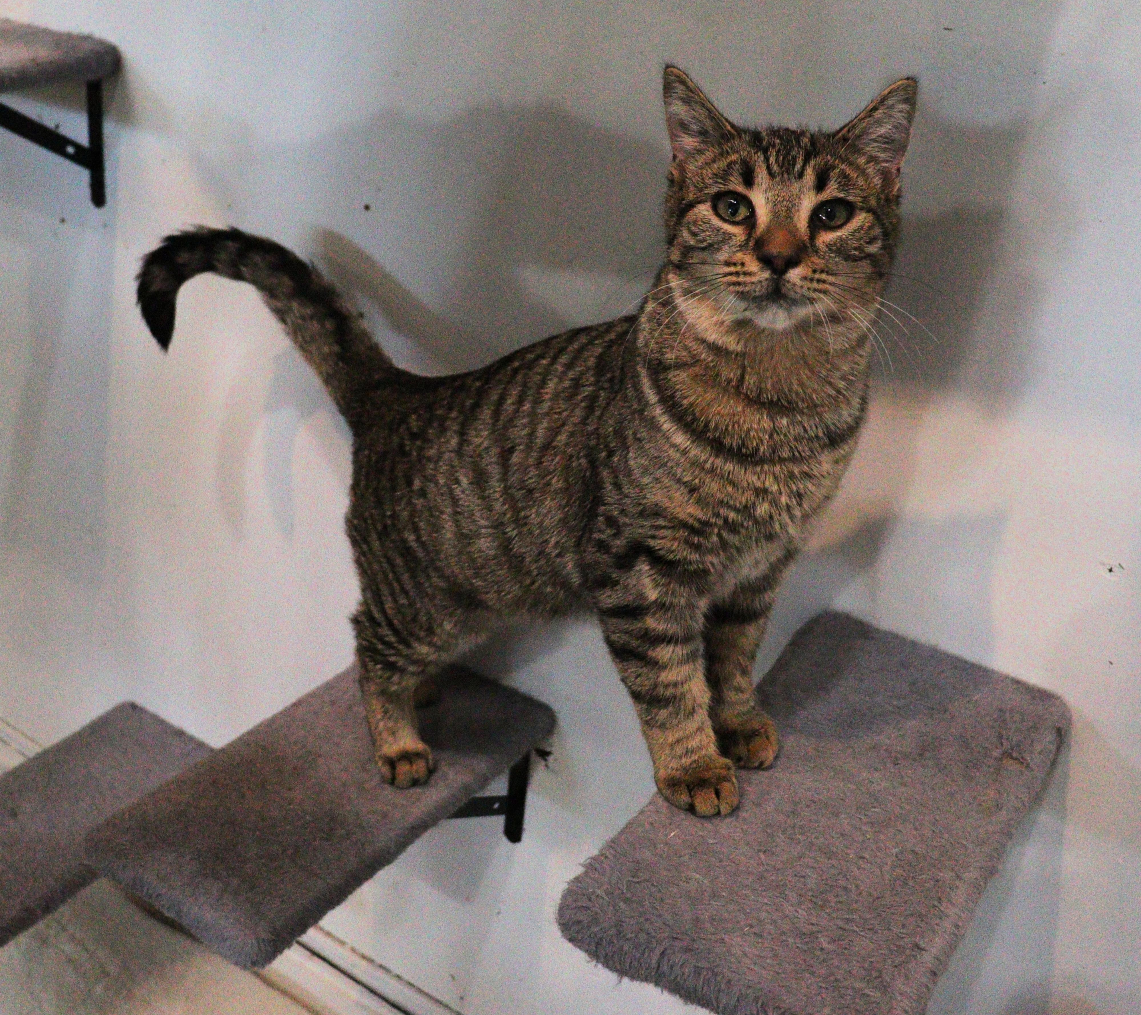 Enlarge Peanut, a ADOPTABLE Domestic Short Hair in Courtenay, BC image 2/4