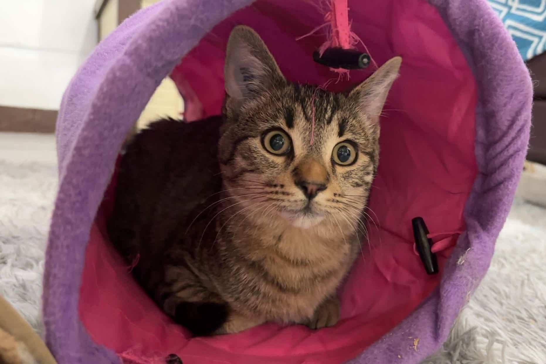 Enlarge Peanut, a ADOPTABLE Domestic Short Hair in Courtenay, BC image 1/4