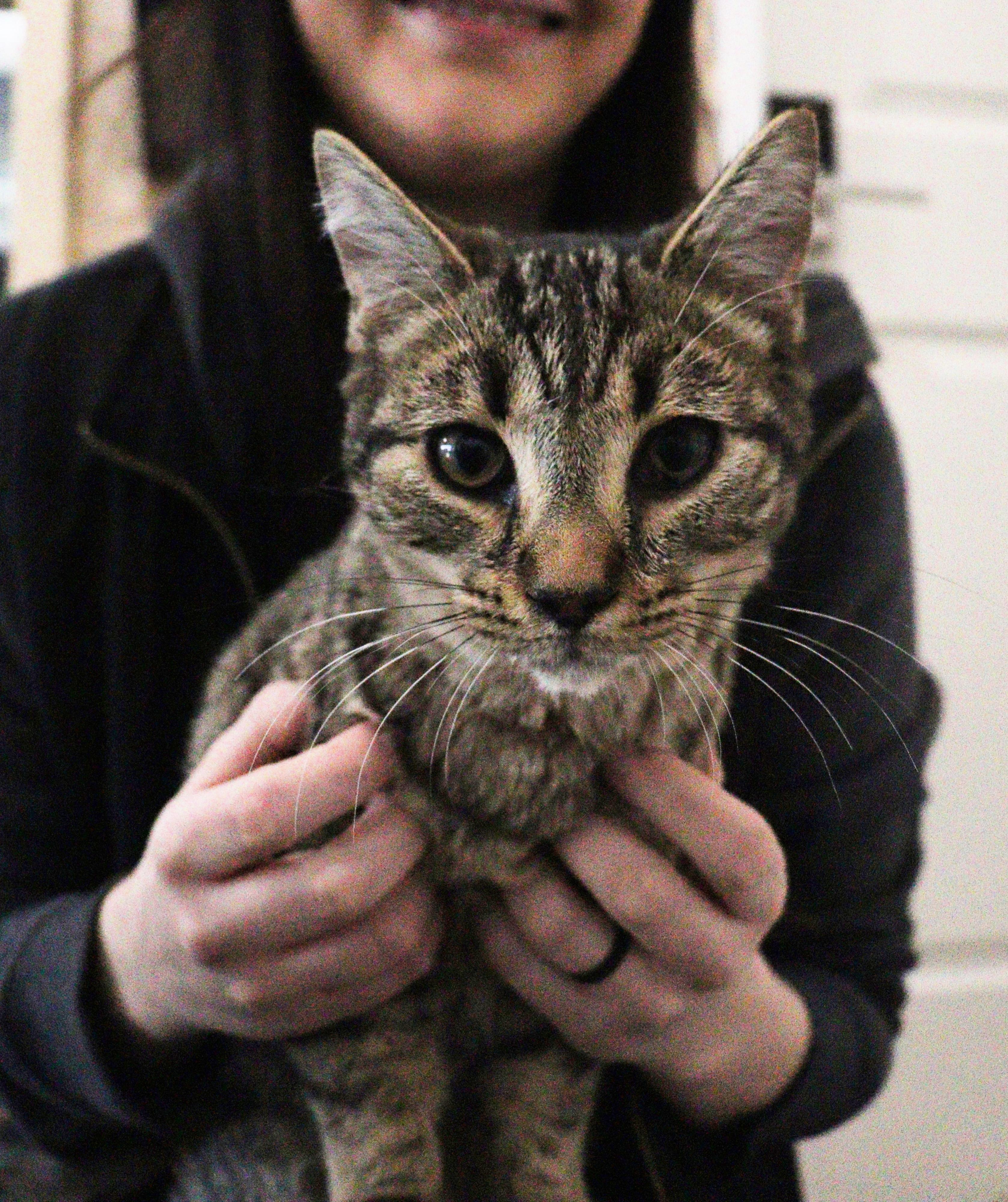 Enlarge Peanut, a ADOPTABLE Domestic Short Hair in Courtenay, BC image 4/4