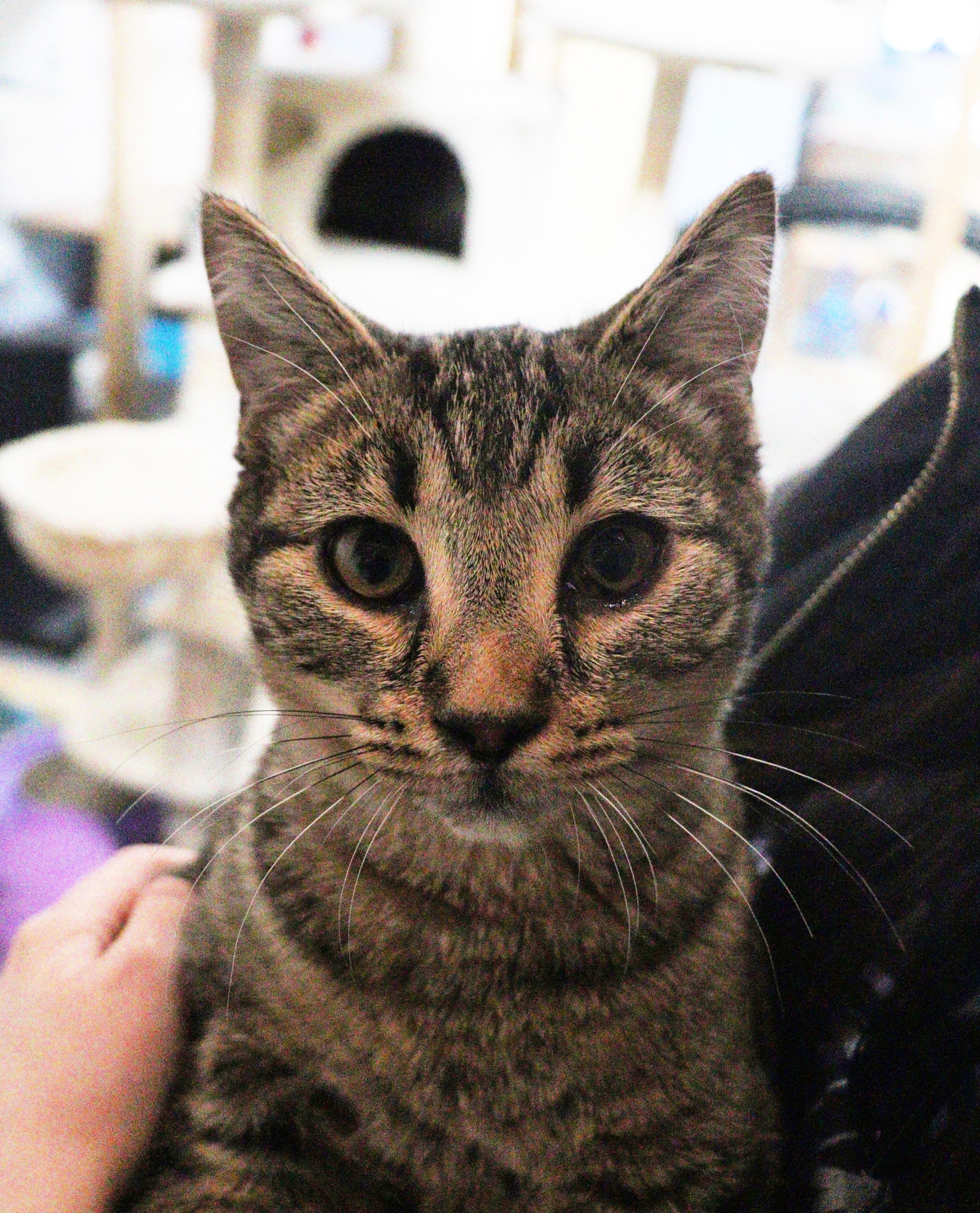 Enlarge Peanut, a ADOPTABLE Domestic Short Hair in Courtenay, BC image 3/4