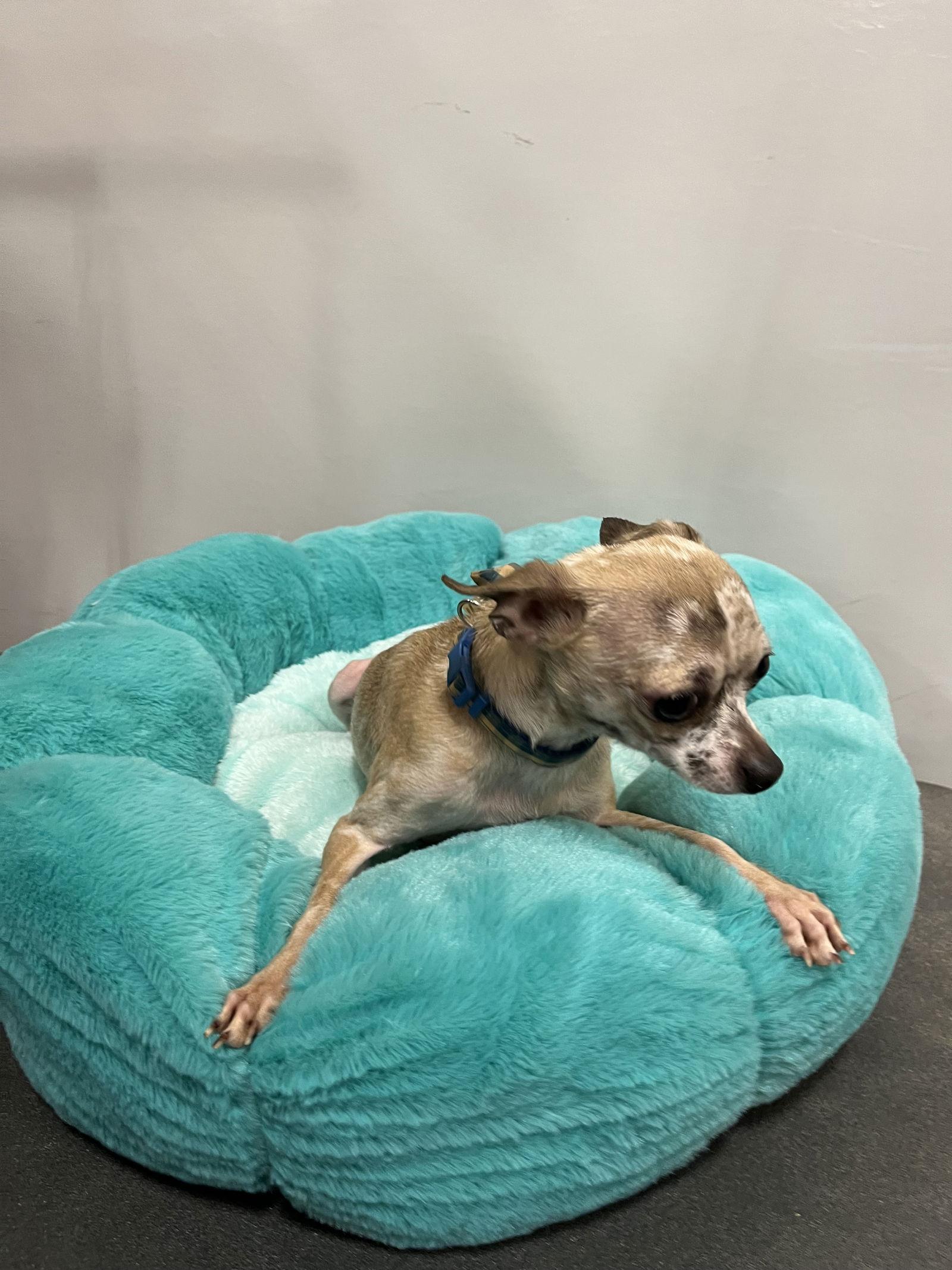 Picasso, a Adopted Chihuahua in San Antonio, TX image 1/3