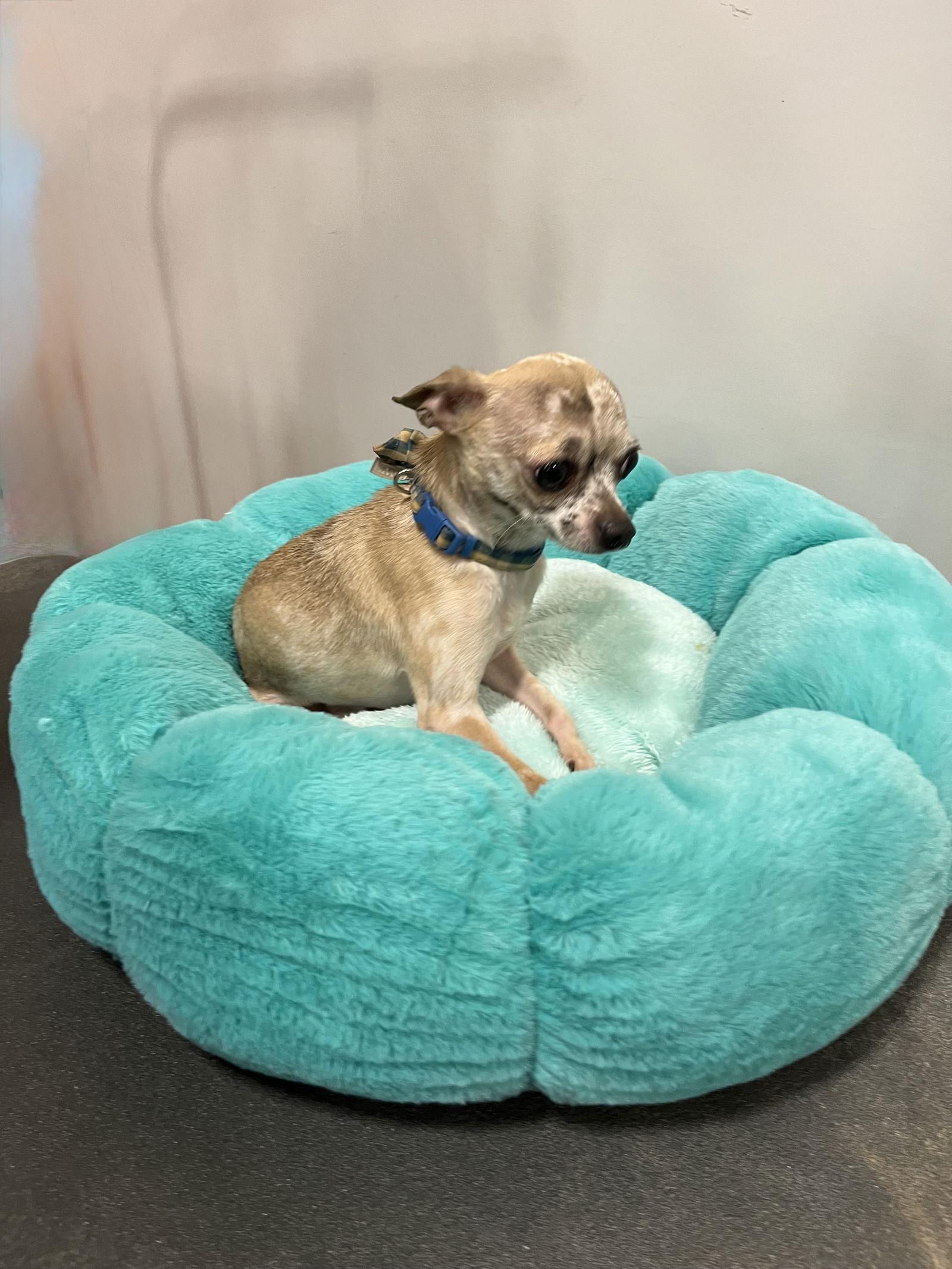 Picasso, a Adopted Chihuahua in San Antonio, TX image 2/3
