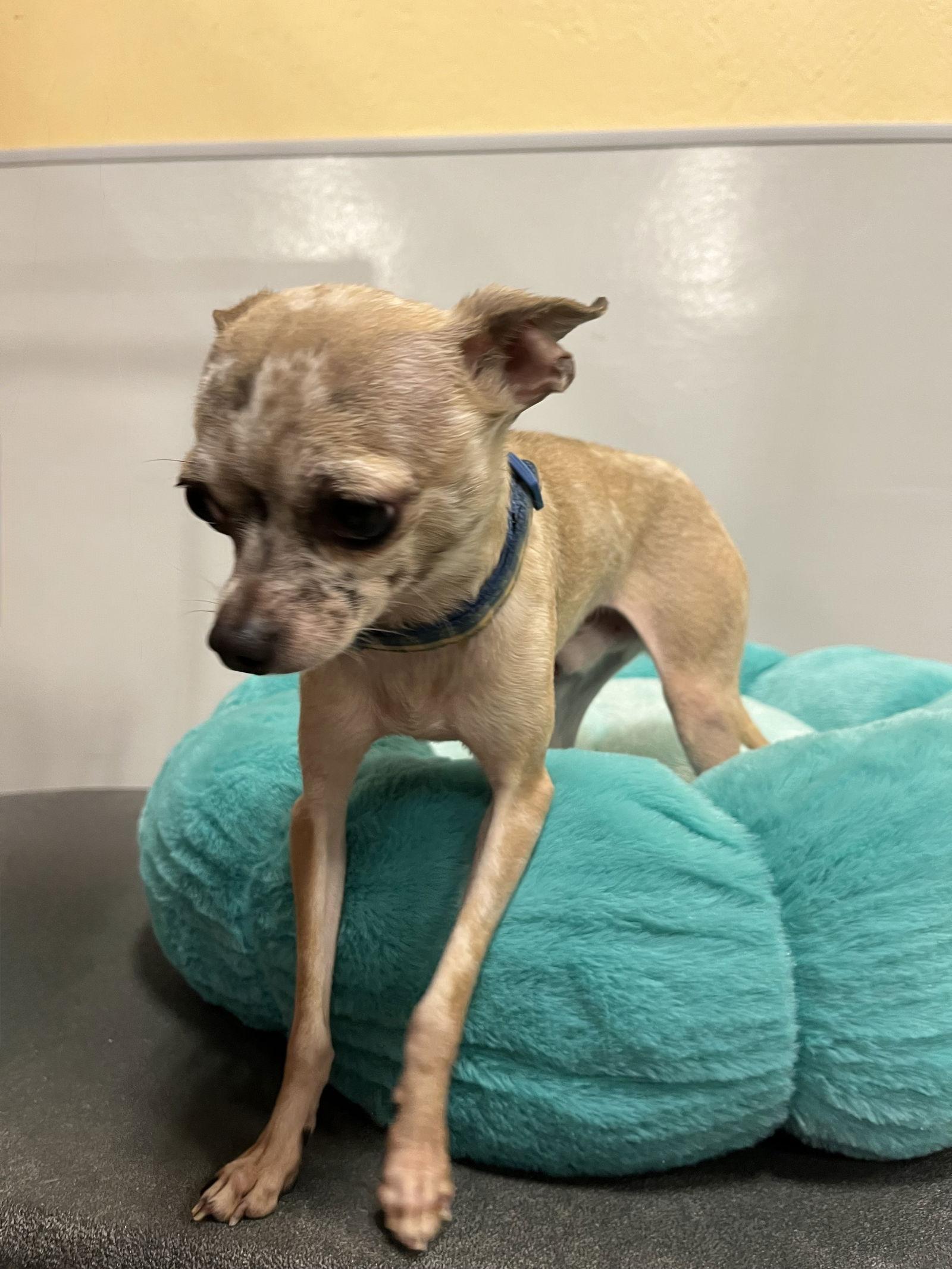 Picasso, a Adopted Chihuahua in San Antonio, TX image 3/3