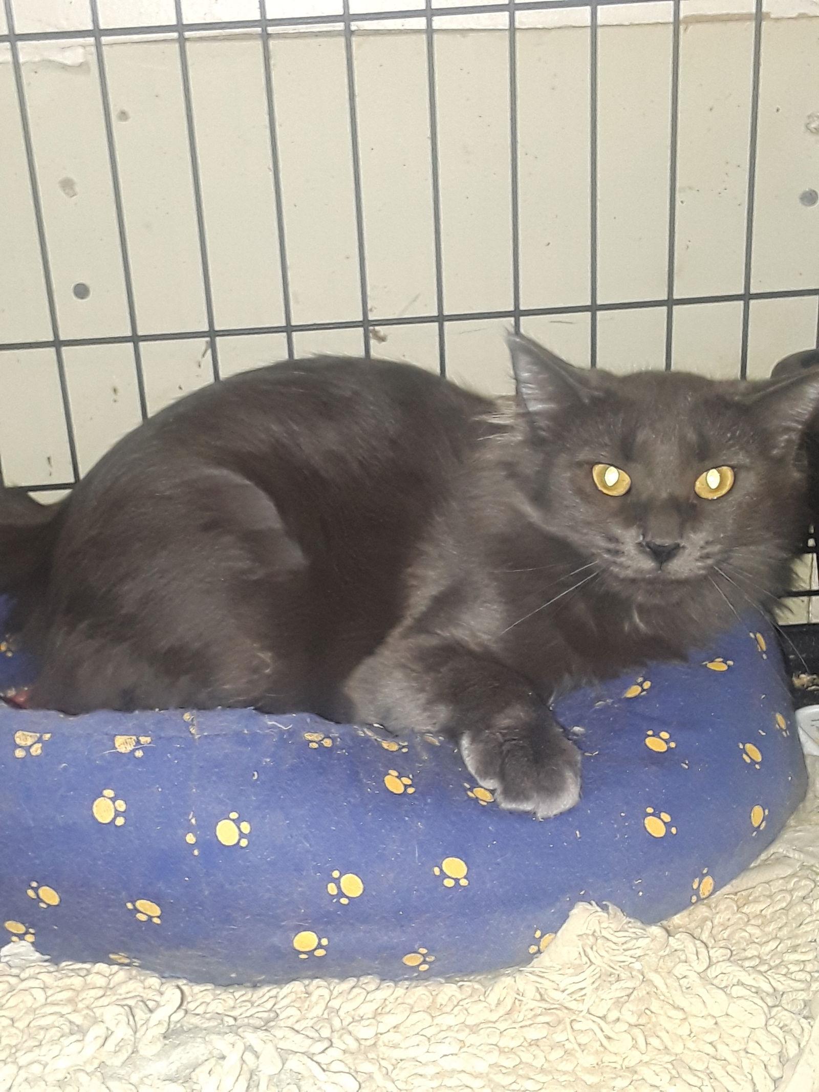 Freya, Adoptable, Adult Female Domestic Medium Hair.