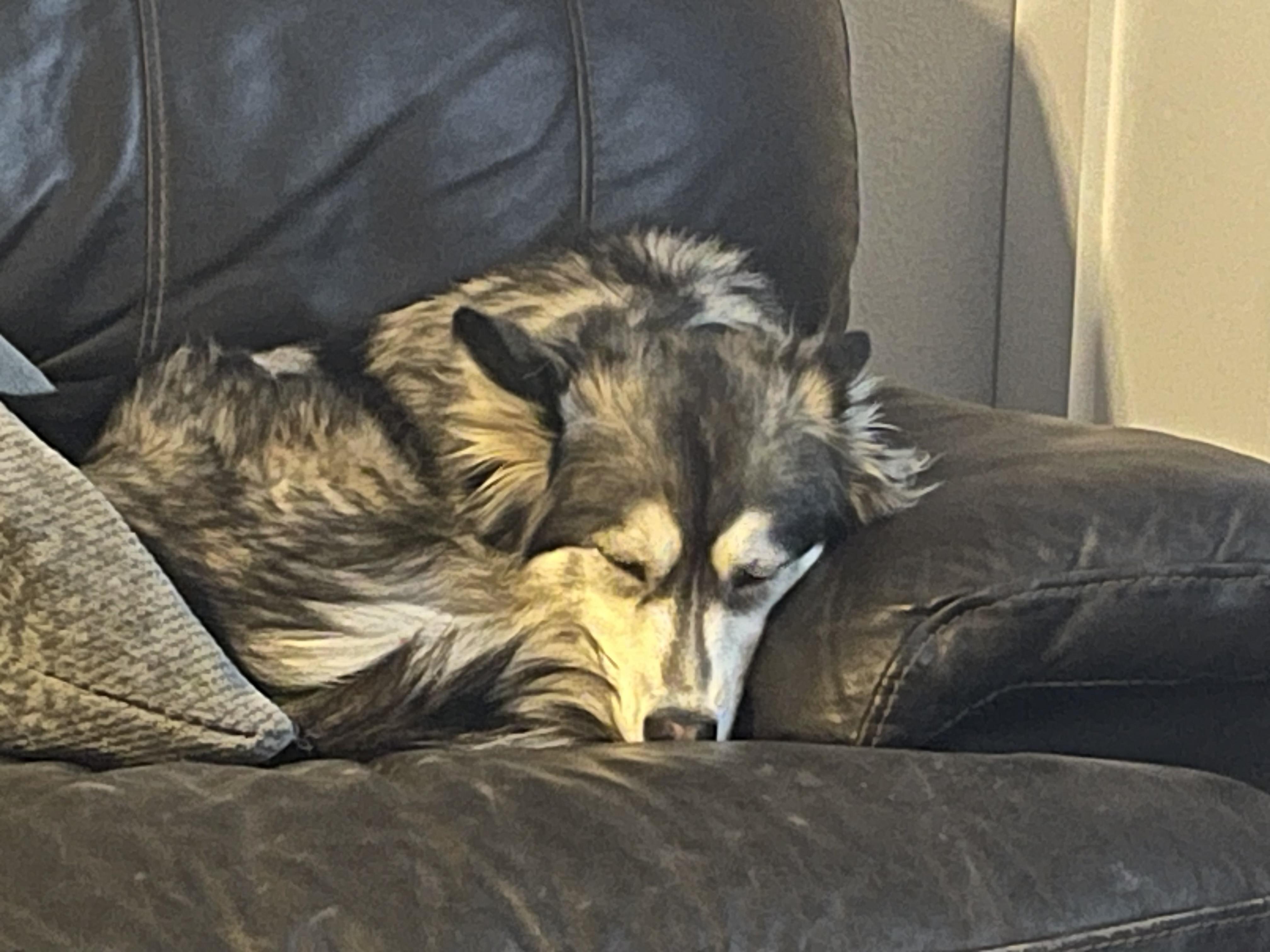 Piper, a Adoptable Siberian Husky image 3/6