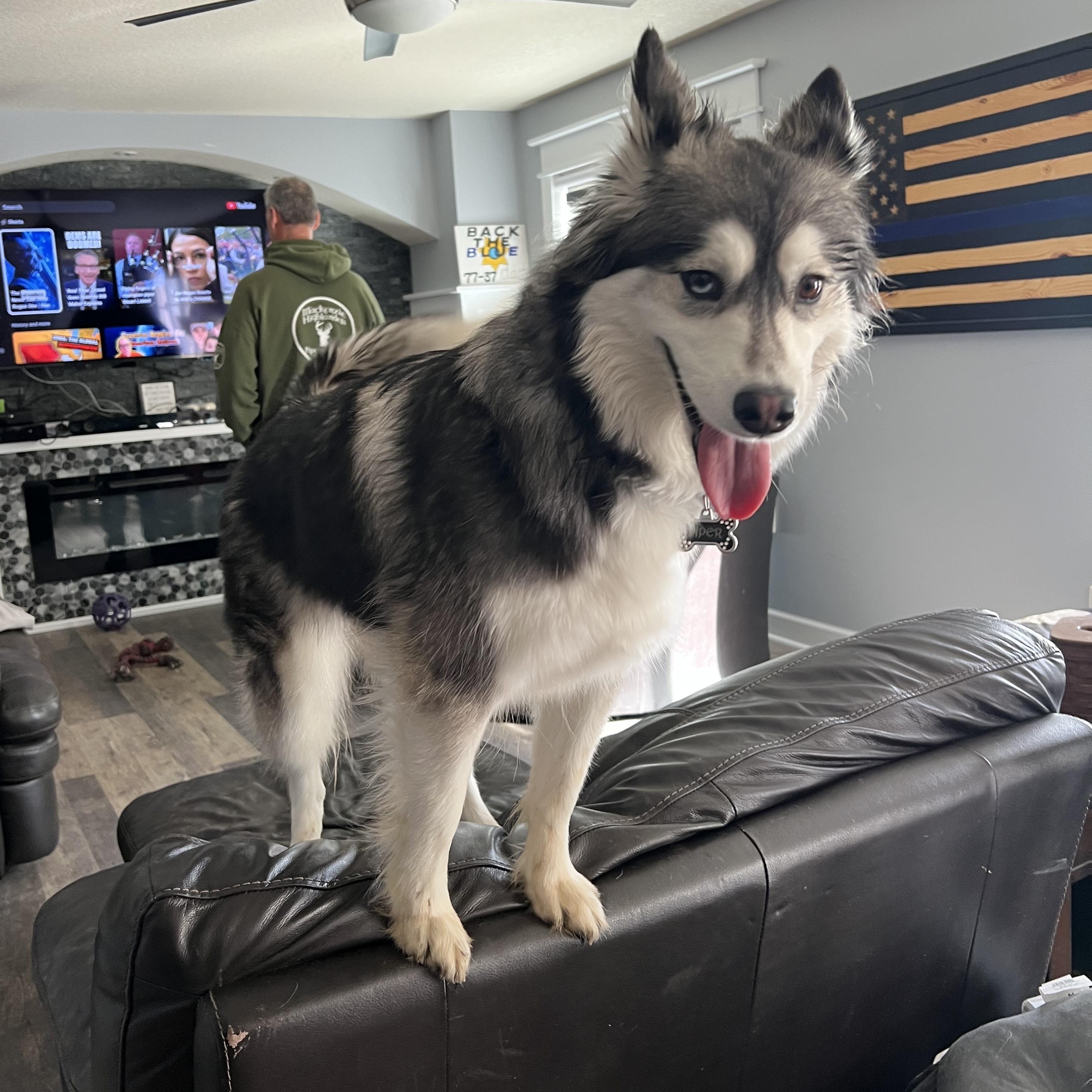 Piper, a Adoptable Siberian Husky image 4/6