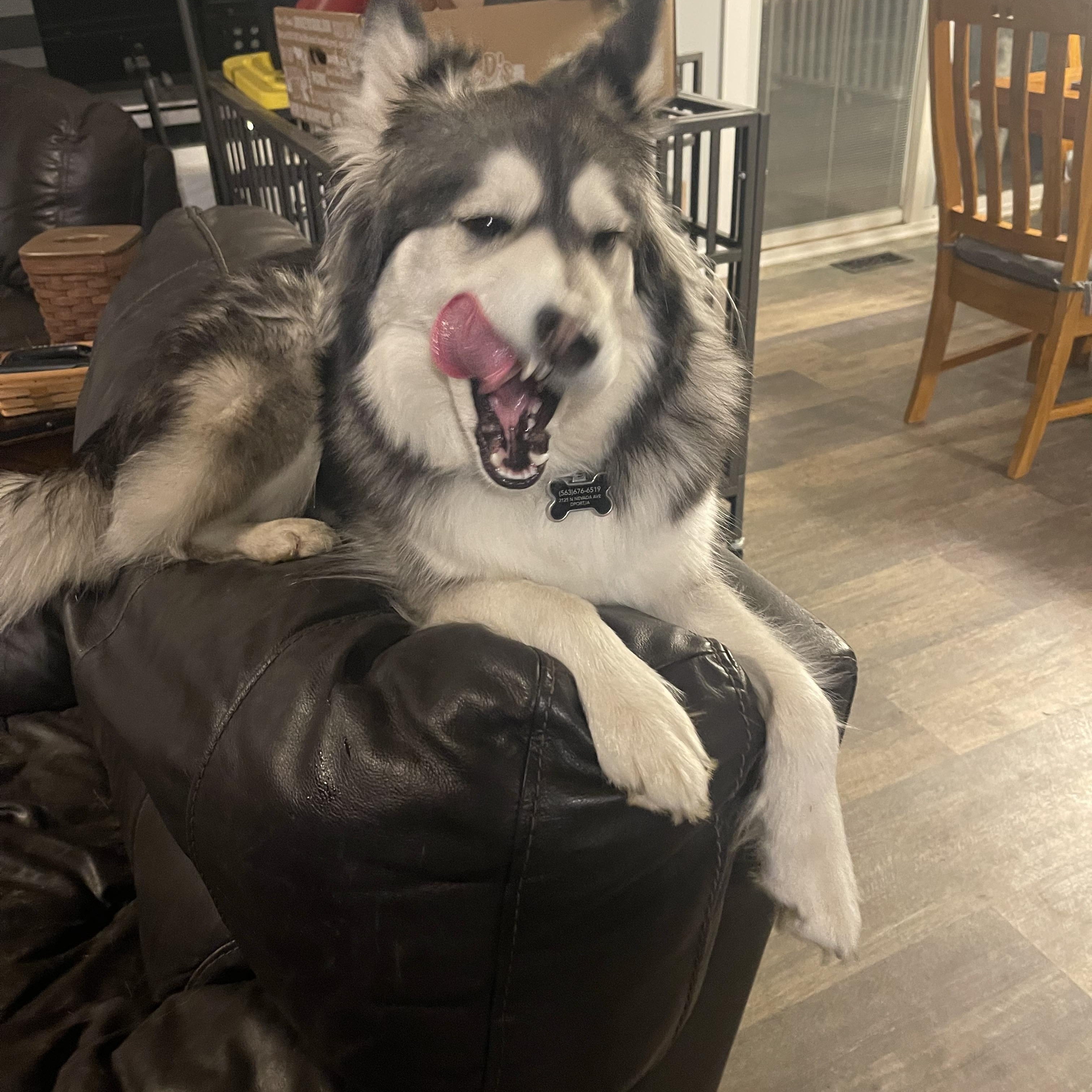 Piper, a Adoptable Siberian Husky image 6/6