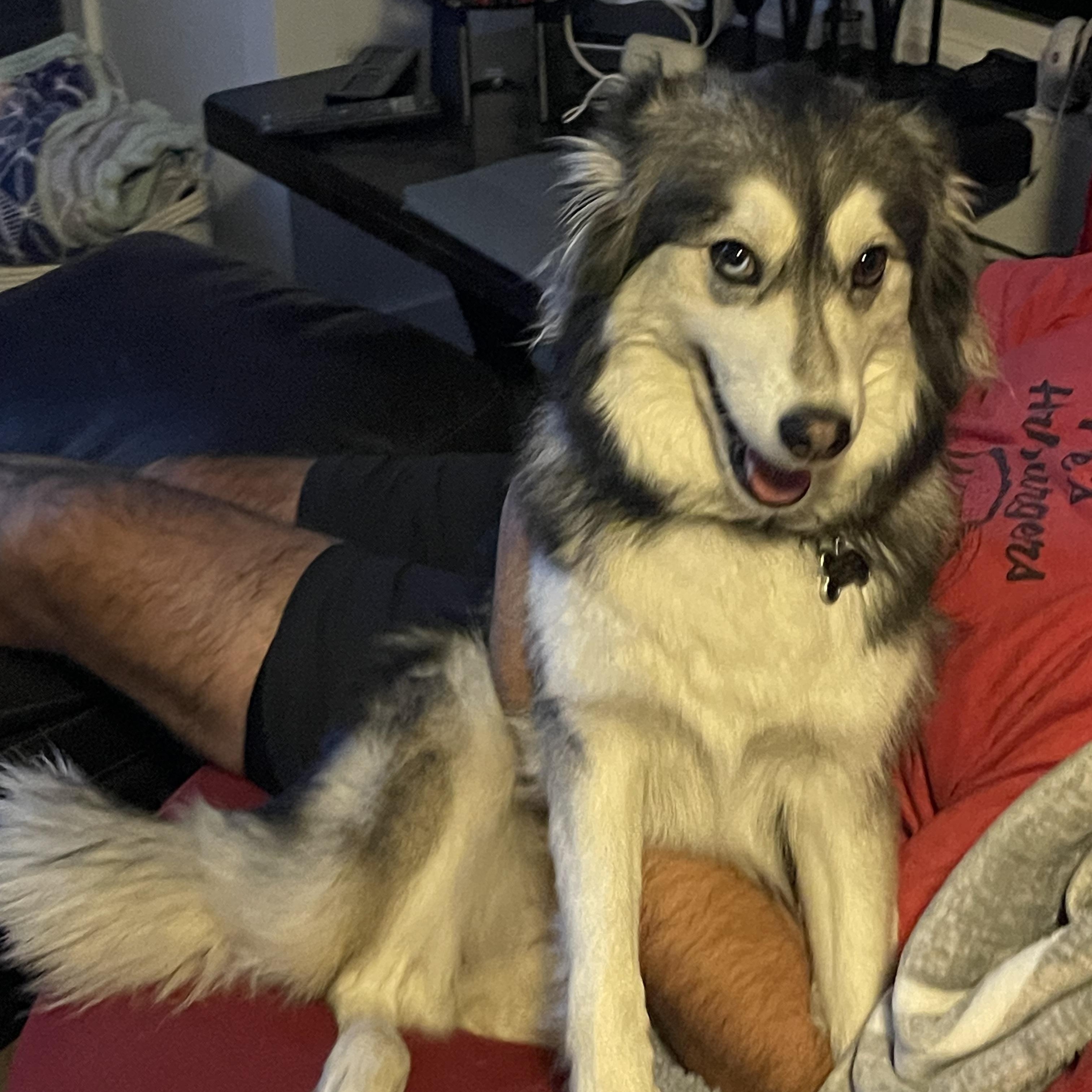 Piper, a Adoptable Siberian Husky image 1/6