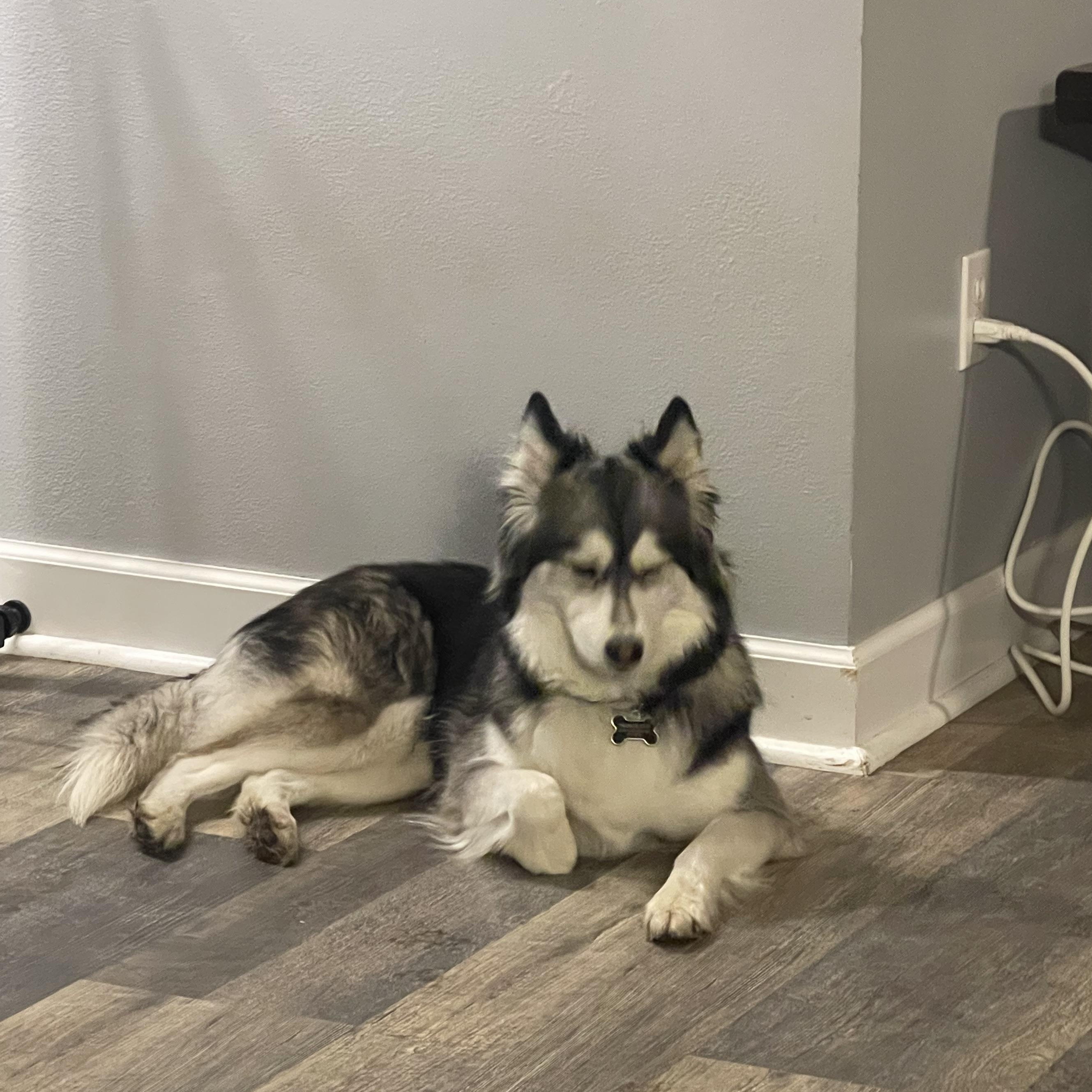 Piper, a Adoptable Siberian Husky image 5/6