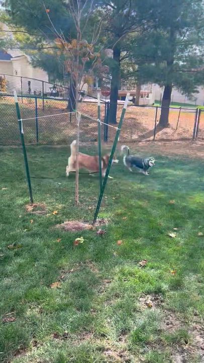 Enlarge Piper, a Adoptable Siberian Husky video 2/6