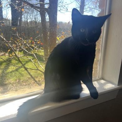 Apollo — thumbnail 4