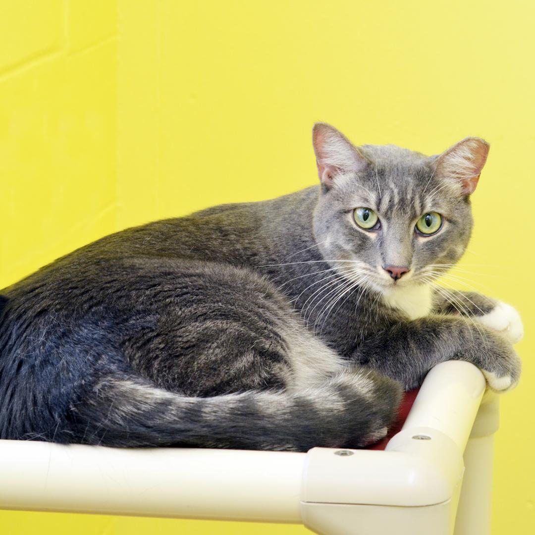 Enlarge Rocky, a Adopted mixed breed in Sanford, FL image 4/4