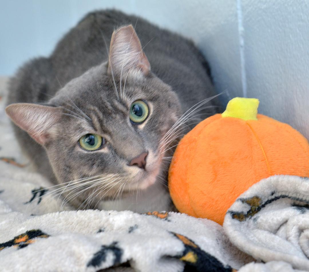 Enlarge Rocky, a Adopted mixed breed in Sanford, FL image 1/4