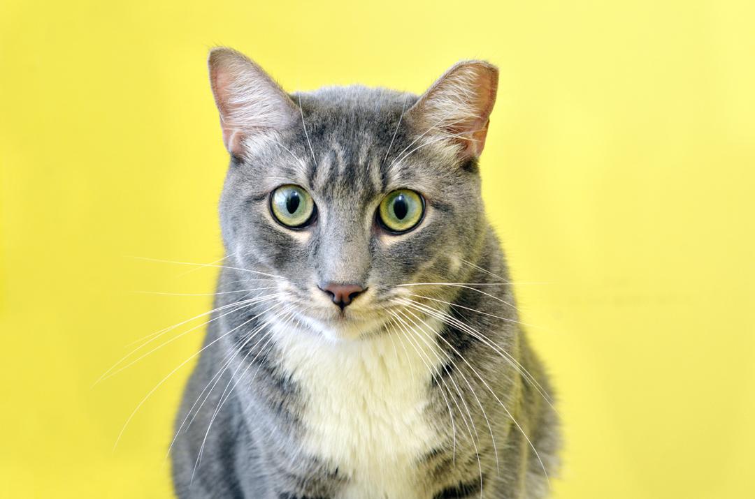 Enlarge Rocky, a Adopted mixed breed in Sanford, FL image 3/4