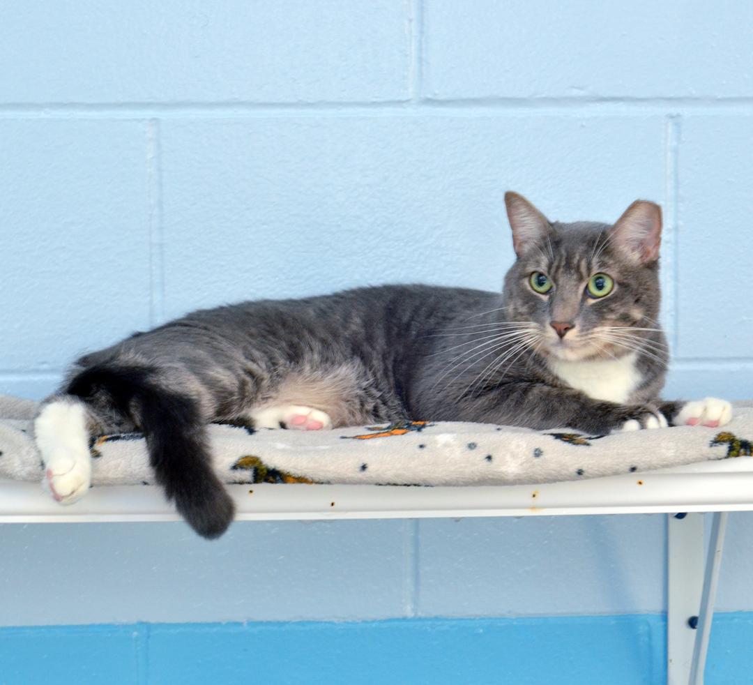 Enlarge Rocky, a Adopted mixed breed in Sanford, FL image 2/4