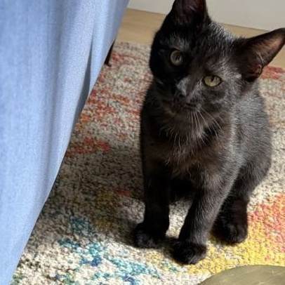 Misty, a ADOPTABLE Domestic Short Hair in Denver, CO image 3/3